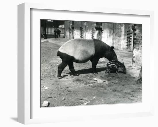 A Malayan Tapir with its 4 Day Old Baby at London Zoo, July 1921-Frederick William Bond-Framed Photographic Print