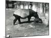 A Malayan Tapir with its 4 Day Old Baby at London Zoo, July 1921-Frederick William Bond-Mounted Photographic Print