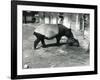 A Malayan Tapir with its 4 Day Old Baby at London Zoo, July 1921-Frederick William Bond-Framed Photographic Print