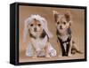 A Male And A Female Chihuahua Dressed As A Bride And Groom, Isolated-vitalytitov-Framed Stretched Canvas