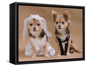 A Male And A Female Chihuahua Dressed As A Bride And Groom, Isolated-vitalytitov-Framed Stretched Canvas