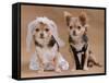 A Male And A Female Chihuahua Dressed As A Bride And Groom, Isolated-vitalytitov-Framed Stretched Canvas