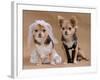 A Male And A Female Chihuahua Dressed As A Bride And Groom, Isolated-vitalytitov-Framed Photographic Print