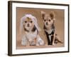 A Male And A Female Chihuahua Dressed As A Bride And Groom, Isolated-vitalytitov-Framed Photographic Print