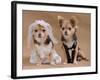 A Male And A Female Chihuahua Dressed As A Bride And Groom, Isolated-vitalytitov-Framed Photographic Print