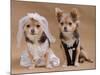 A Male And A Female Chihuahua Dressed As A Bride And Groom, Isolated-vitalytitov-Mounted Photographic Print