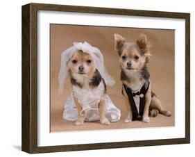 A Male And A Female Chihuahua Dressed As A Bride And Groom, Isolated-vitalytitov-Framed Photographic Print