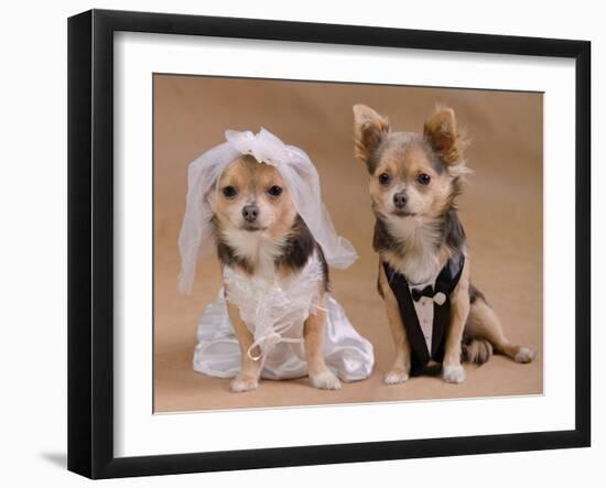 A Male And A Female Chihuahua Dressed As A Bride And Groom, Isolated-vitalytitov-Framed Photographic Print