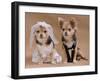 A Male And A Female Chihuahua Dressed As A Bride And Groom, Isolated-vitalytitov-Framed Photographic Print