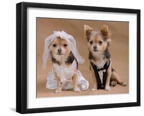 A Male And A Female Chihuahua Dressed As A Bride And Groom, Isolated-vitalytitov-Framed Photographic Print