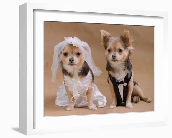 A Male And A Female Chihuahua Dressed As A Bride And Groom, Isolated-vitalytitov-Framed Photographic Print