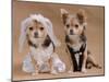 A Male And A Female Chihuahua Dressed As A Bride And Groom, Isolated-vitalytitov-Mounted Photographic Print