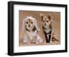 A Male And A Female Chihuahua Dressed As A Bride And Groom, Isolated-vitalytitov-Framed Photographic Print