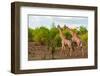 A male and a female southern giraffe walking together through a shrubby landscape. Botswana.-Sergio Pitamitz-Framed Photographic Print