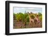 A male and a female southern giraffe walking together through a shrubby landscape. Botswana.-Sergio Pitamitz-Framed Photographic Print