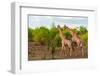 A male and a female southern giraffe walking together through a shrubby landscape. Botswana.-Sergio Pitamitz-Framed Photographic Print