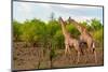 A male and a female southern giraffe walking together through a shrubby landscape. Botswana.-Sergio Pitamitz-Mounted Photographic Print