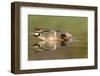 A Male and Female Green-Winged Teal Feed in a Southern California Wetland-Neil Losin-Framed Photographic Print