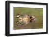 A Male and Female Green-Winged Teal Feed in a Southern California Wetland-Neil Losin-Framed Photographic Print