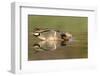 A Male and Female Green-Winged Teal Feed in a Southern California Wetland-Neil Losin-Framed Photographic Print