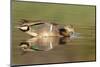 A Male and Female Green-Winged Teal Feed in a Southern California Wetland-Neil Losin-Mounted Photographic Print