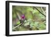 A male Anna's Hummingbird-Ken Archer-Framed Photographic Print