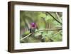 A male Anna's Hummingbird-Ken Archer-Framed Photographic Print