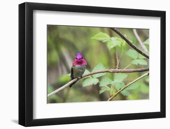 A male Anna's Hummingbird-Ken Archer-Framed Photographic Print
