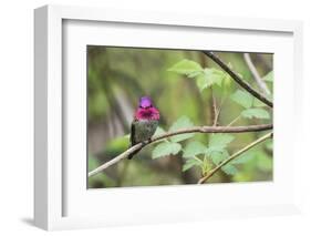 A male Anna's Hummingbird-Ken Archer-Framed Photographic Print