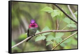 A male Anna's Hummingbird-Ken Archer-Framed Stretched Canvas