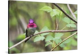 A male Anna's Hummingbird-Ken Archer-Stretched Canvas