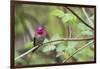 A male Anna's Hummingbird-Ken Archer-Framed Photographic Print