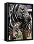 A Male Baby Zebra Named Roger-null-Framed Stretched Canvas