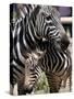 A Male Baby Zebra Named Roger-null-Stretched Canvas