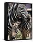 A Male Baby Zebra Named Roger-null-Framed Stretched Canvas