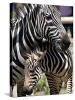 A Male Baby Zebra Named Roger-null-Stretched Canvas