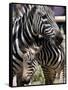 A Male Baby Zebra Named Roger-null-Framed Stretched Canvas