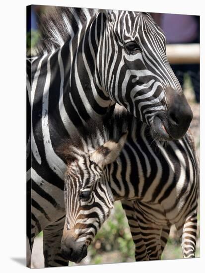 A Male Baby Zebra Named Roger-null-Stretched Canvas