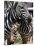 A Male Baby Zebra Named Roger-null-Stretched Canvas