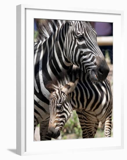 A Male Baby Zebra Named Roger-null-Framed Premium Photographic Print