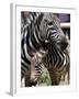 A Male Baby Zebra Named Roger-null-Framed Premium Photographic Print