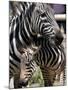 A Male Baby Zebra Named Roger-null-Mounted Premium Photographic Print