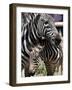 A Male Baby Zebra Named Roger-null-Framed Photographic Print