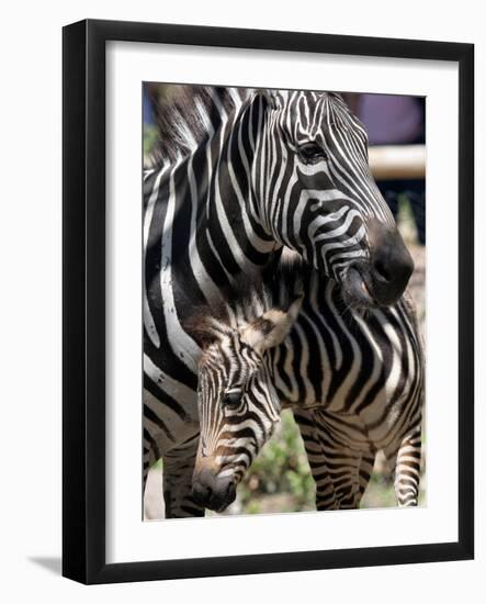 A Male Baby Zebra Named Roger-null-Framed Photographic Print