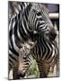 A Male Baby Zebra Named Roger-null-Mounted Photographic Print