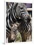 A Male Baby Zebra Named Roger-null-Framed Photographic Print