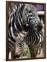 A Male Baby Zebra Named Roger-null-Framed Photographic Print