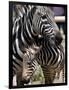 A Male Baby Zebra Named Roger-null-Framed Photographic Print