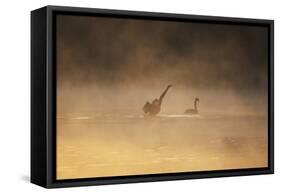 A Male Black Swan Chases a Female across Ibirapuera Park Lake on a Misty Morning-Alex Saberi-Framed Stretched Canvas