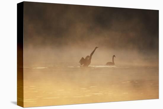 A Male Black Swan Chases a Female across Ibirapuera Park Lake on a Misty Morning-Alex Saberi-Stretched Canvas